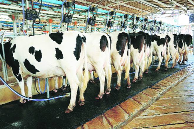 milk success story : दुष्काळी भागात दुग्ध व्यवसायाची यशोगाथा